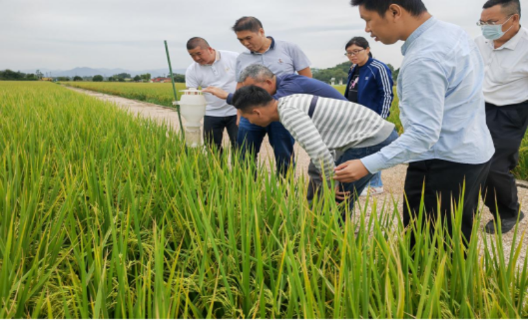 树立家庭农场典型--SG飞艇(中国)开奖记录查询站农村科技特派员团队助力SG飞艇(中国)开奖记录查询站
复耕复种1186.png