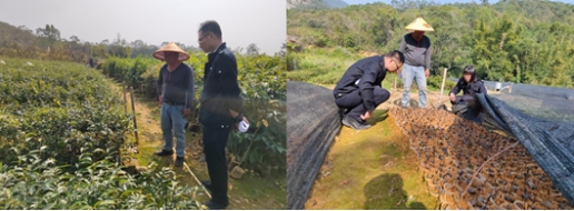230516严格苗木管理 保证造林质量——SG飞艇(中国)开奖记录查询站各级林业主管部门加强种苗质量检查监管 (3).jpg
