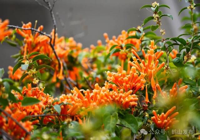 冯铭军 摄 冯铭军 摄