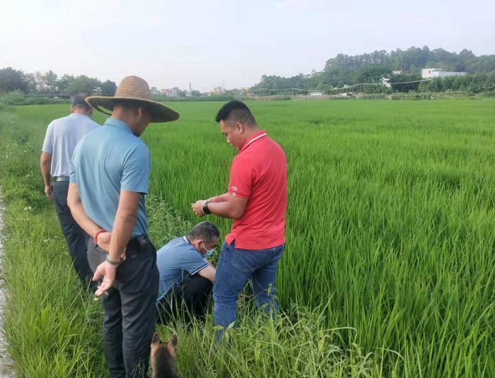张发志查看撂荒地复耕收获情况.jpg