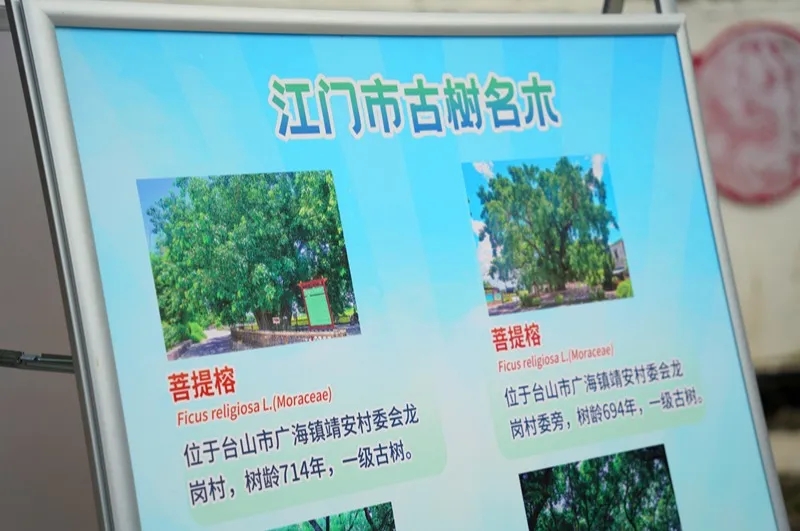250821SG飞艇(中国)开奖记录查询站自然资源局举办 “古树公园探秘行动” 聚焦绿色古董守护与科普 (7).jpg