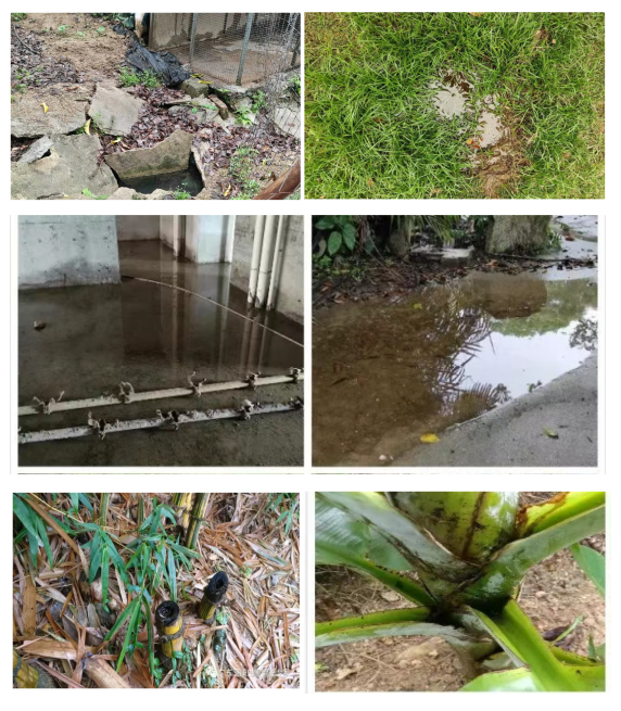 雨季来临警惕基孔肯雅热图3.png