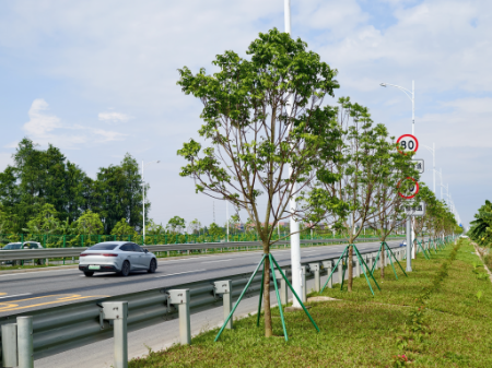 2.环镇路口路段-种植后.jpg